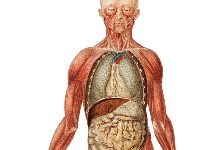 Physiological Body Systems that Need Nutrients from Whole Foods